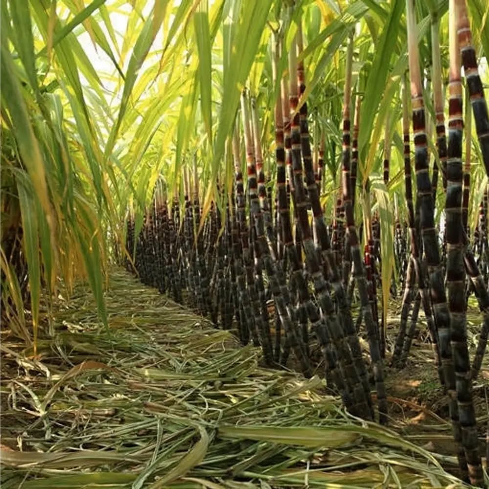 Mixrug open-pollinated sugarcane variety promising true-to-type garden plants