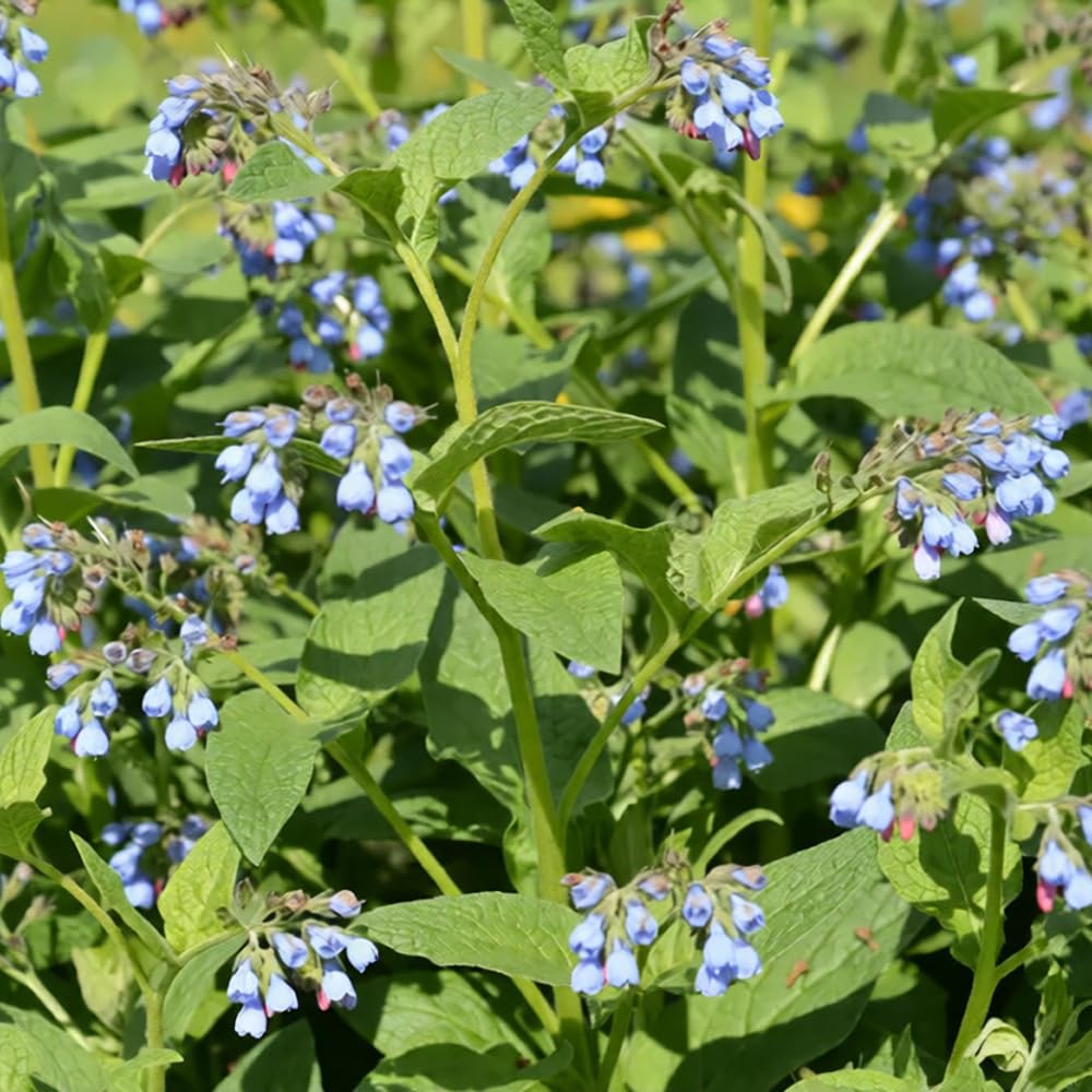 Mixrug organic garden setup with comfrey supports sustainable beds.