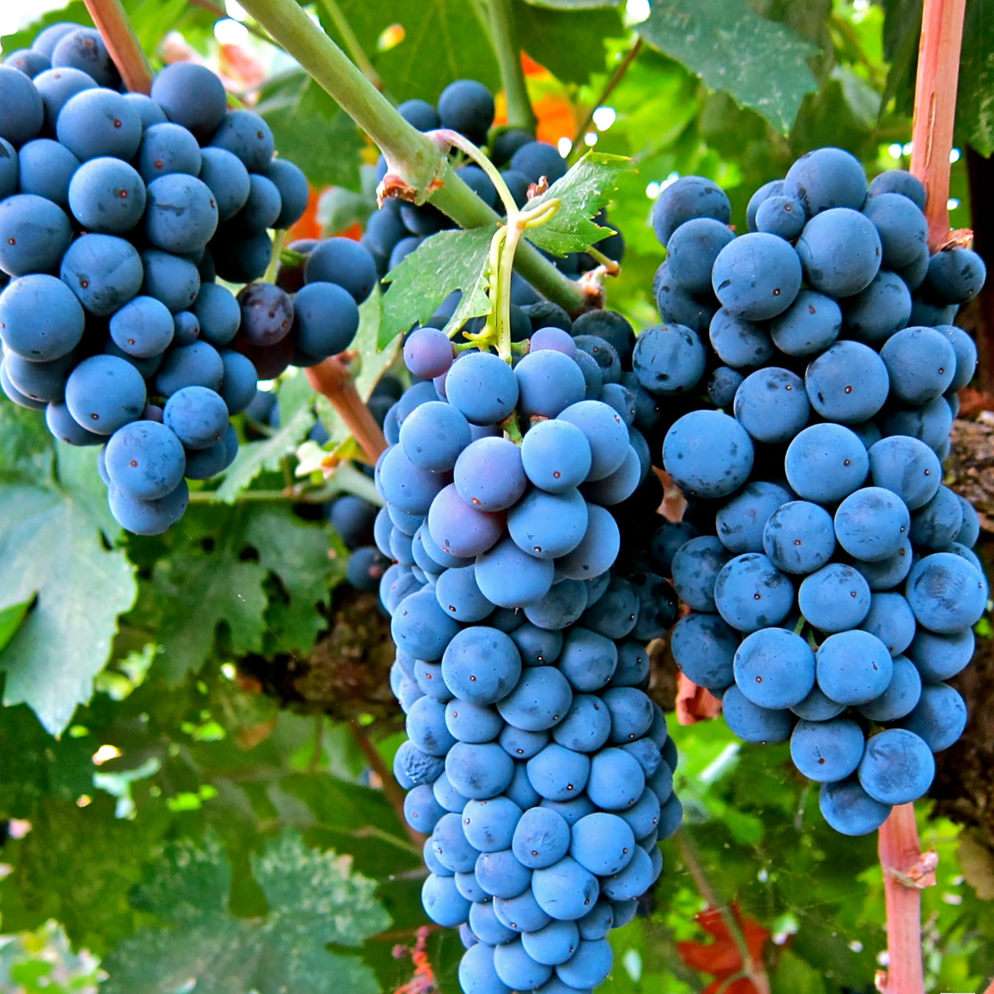 Mixrug grape seeds easy-care perennials suit dry, rocky soils