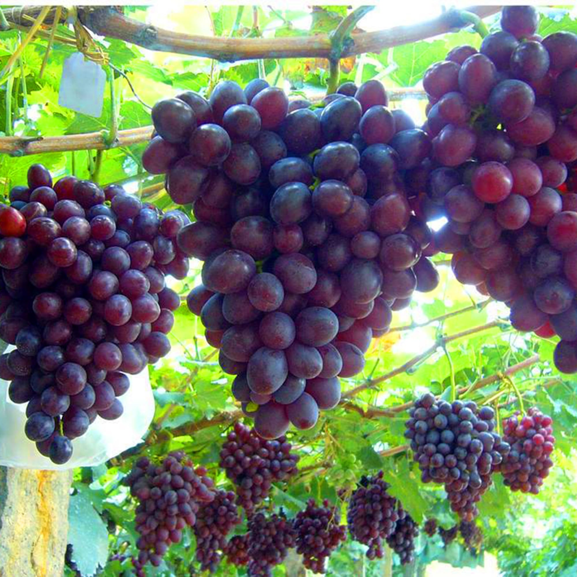 Mixrug non-GMO grape seeds traditional varieties with authentic flavor