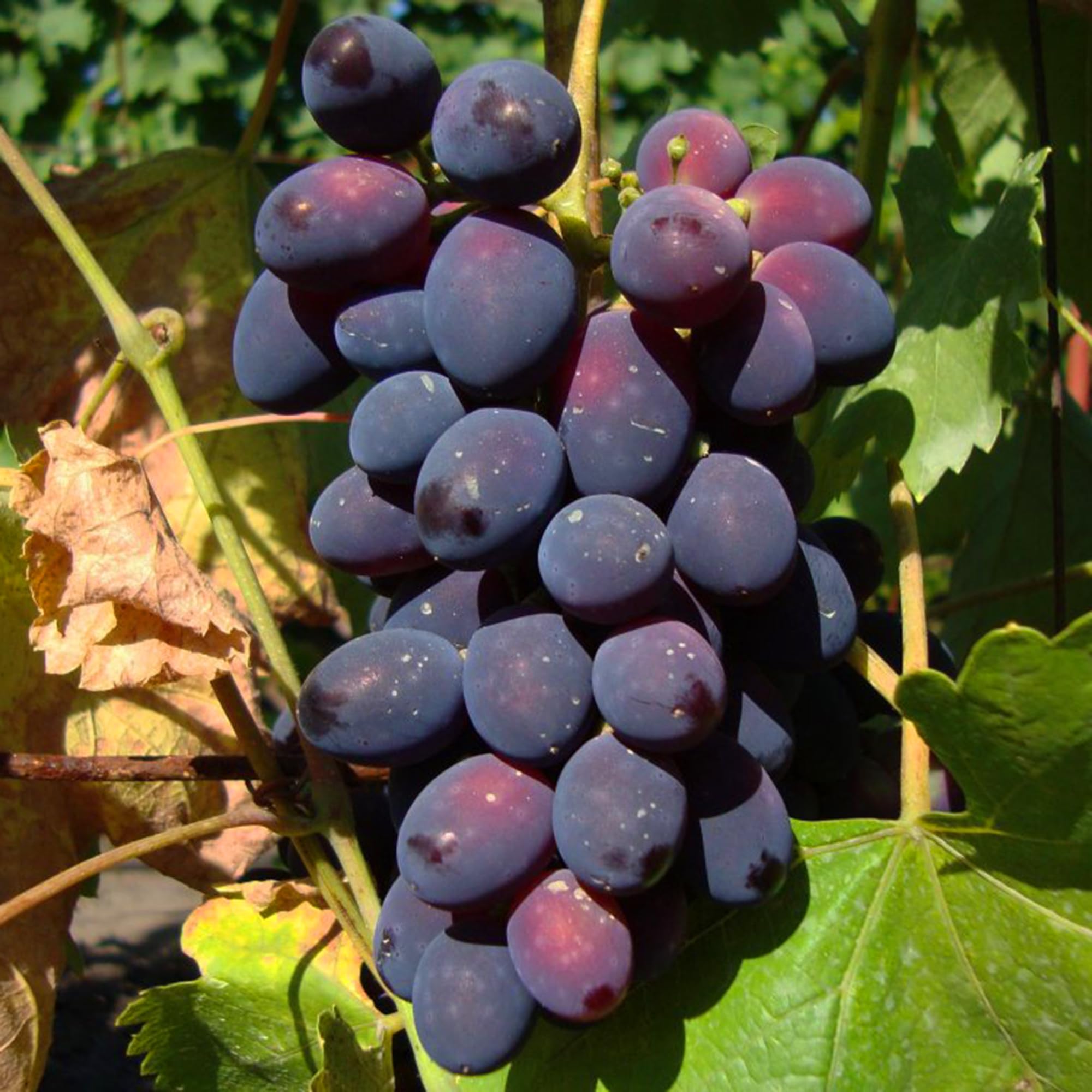 Mixrug open-pollinated seeds support resilient fruit varieties