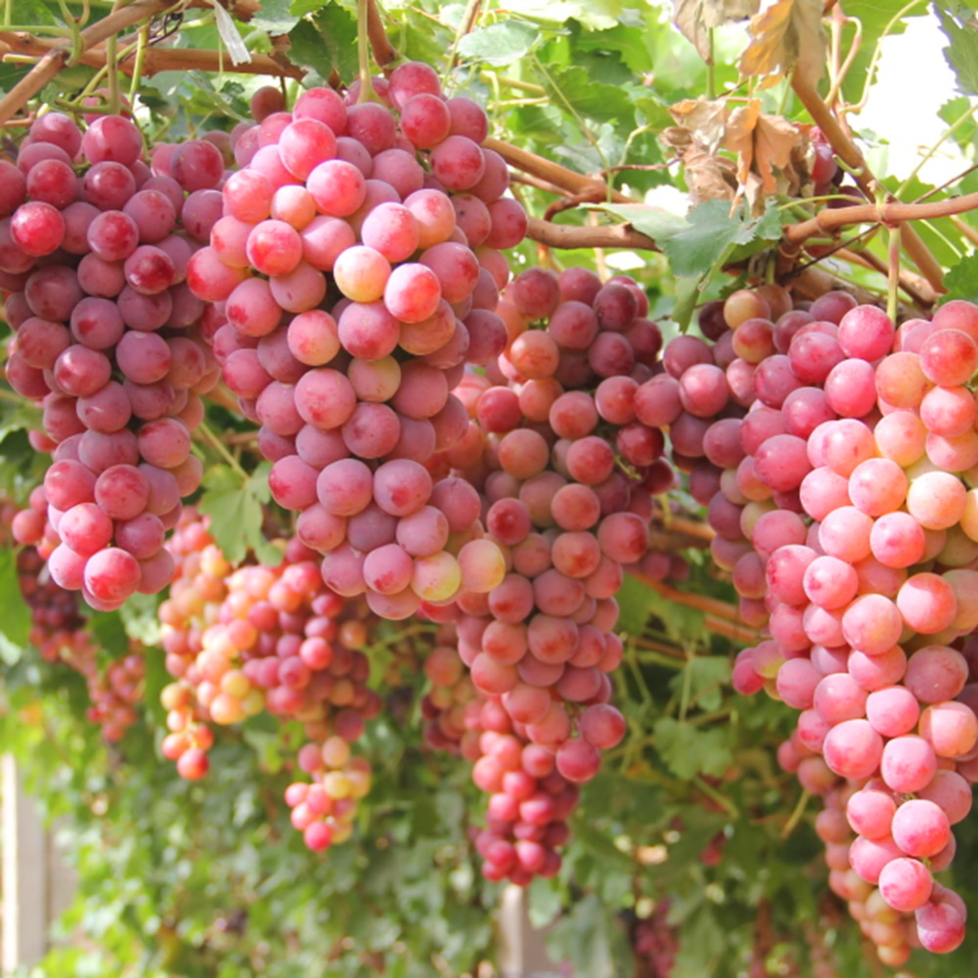 Mixrug organic grape seeds perennial plants thriving in diverse soils