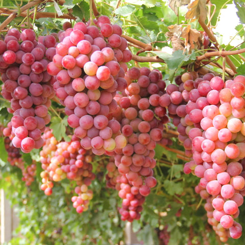 Mixrug organic grape seeds perennial plants thriving in diverse soils