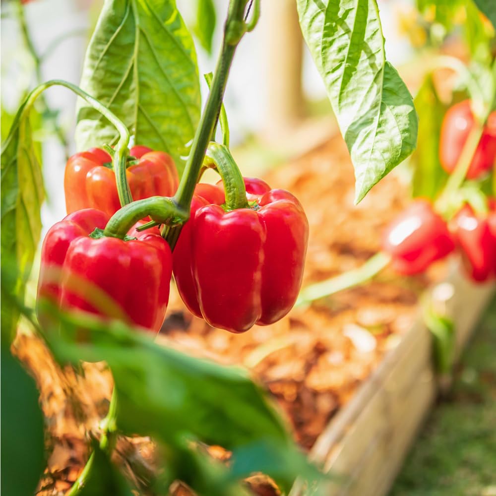 Mixrug organic hybrid seeds non-GMO for chemical-free gardening.
