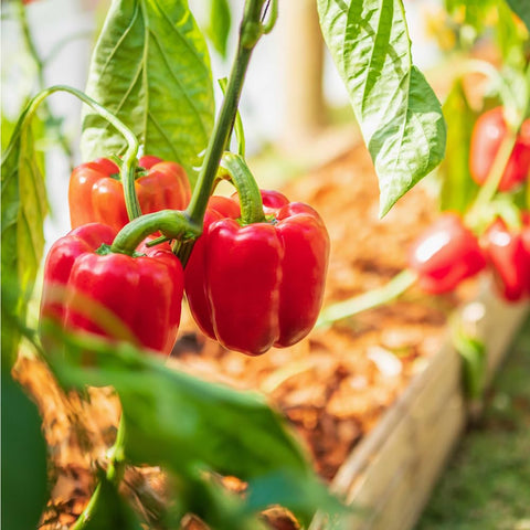 Mixrug organic hybrid seeds non-GMO for chemical-free gardening.