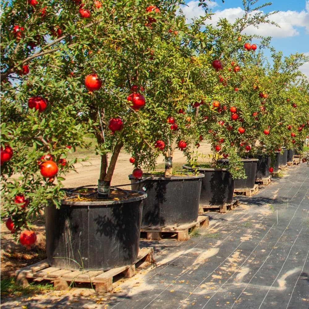 Mixrug easy-to-grow pomegranate with minimal care and potential yields.