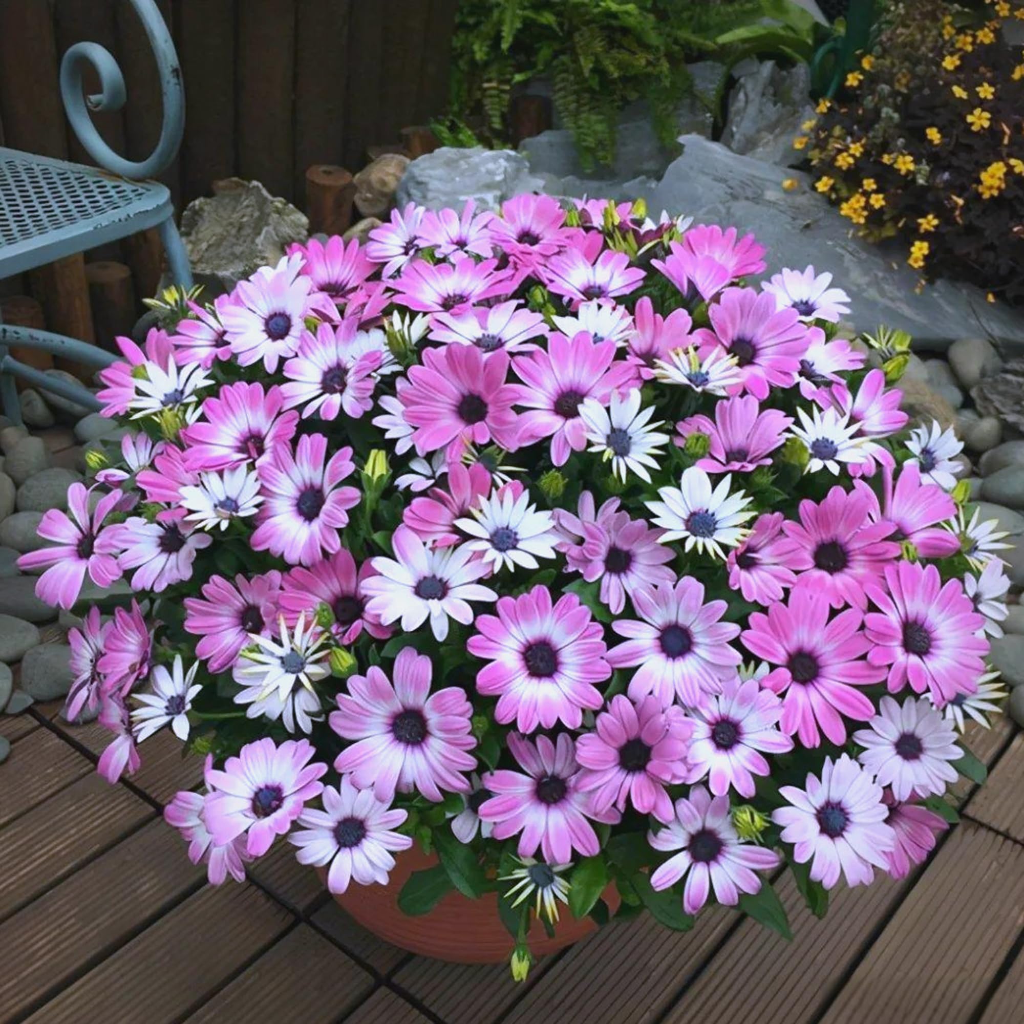 Mixrug Osteospermum daisies bloom in clusters for vibrant summer displays.