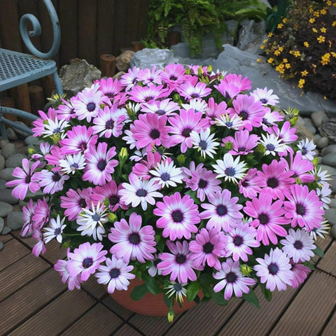 Mixrug Osteospermum daisies bloom in clusters for vibrant summer displays.