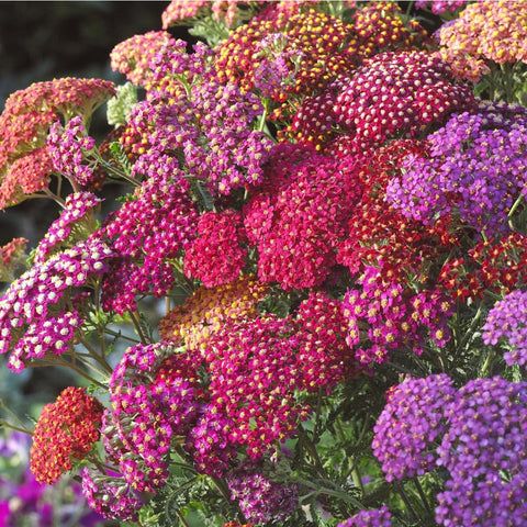 Mixrug outdoor yarrow meadow idea showcases versatile garden use.