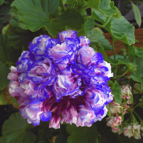 Mixrug outdoor planting in zones 3-9 adds seasonal color to borders and pots.