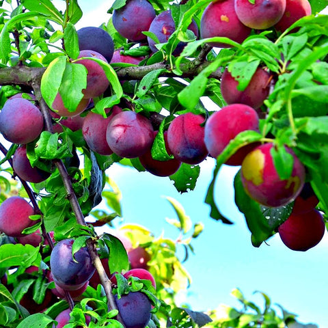 Mixrug outdoor plum tree planting garden bed: resilient perennials for long-term fruiting