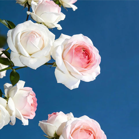 Mixrug outdoor rose seeds ready for planting with adaptable soil guidance.