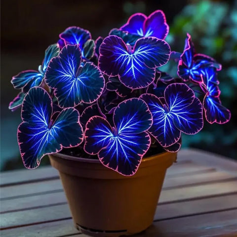 Mixrug outdoor shade garden coleus border for lively color