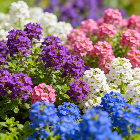 Mixrug patch of creeping-thyme flowers adds fragrance and sunny-border color.