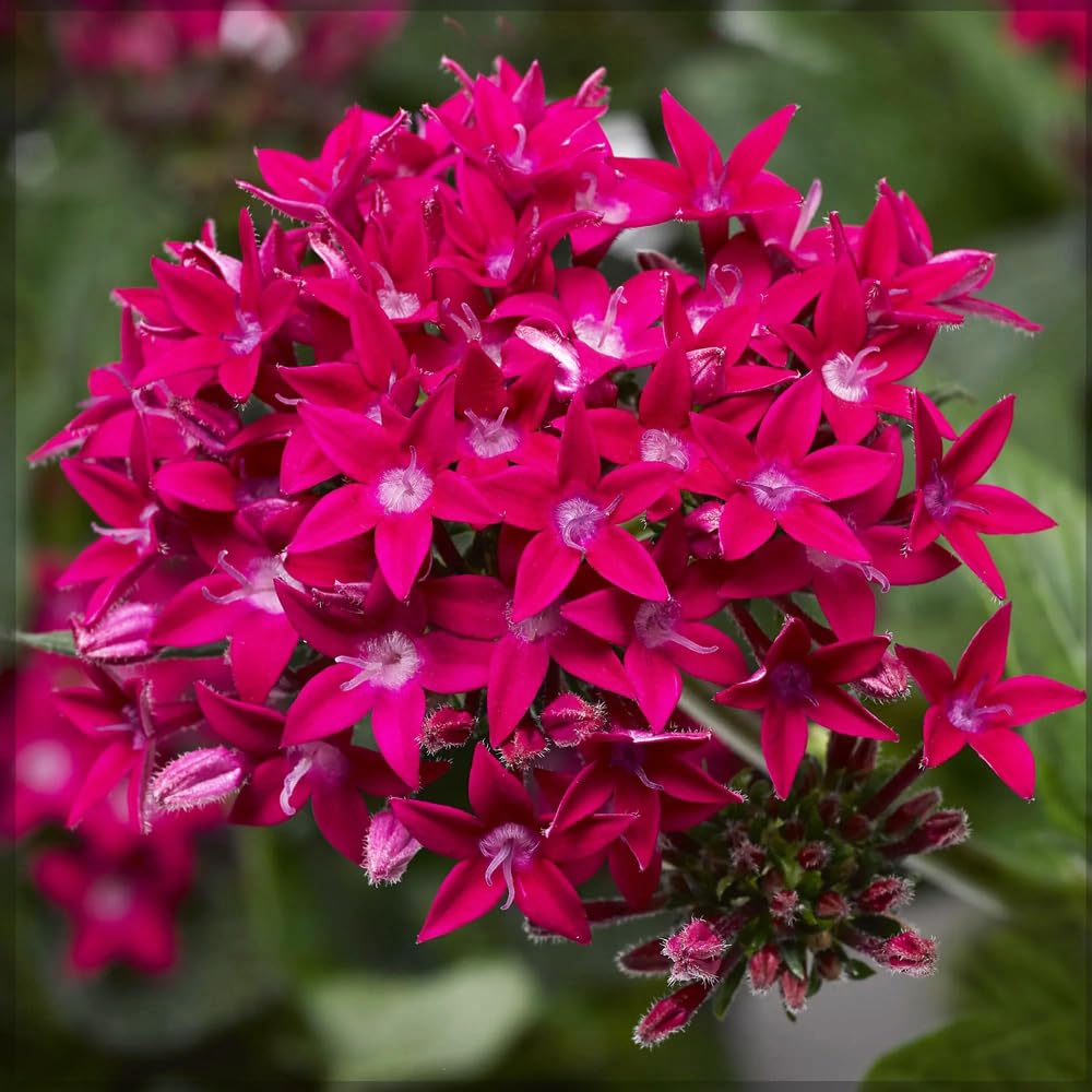 Mixrug Pentas in containers adds bright focal points to patios and balconies.