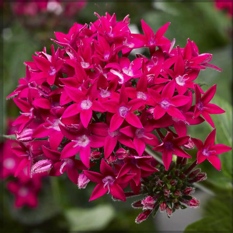 Mixrug Pentas in containers adds bright focal points to patios and balconies.