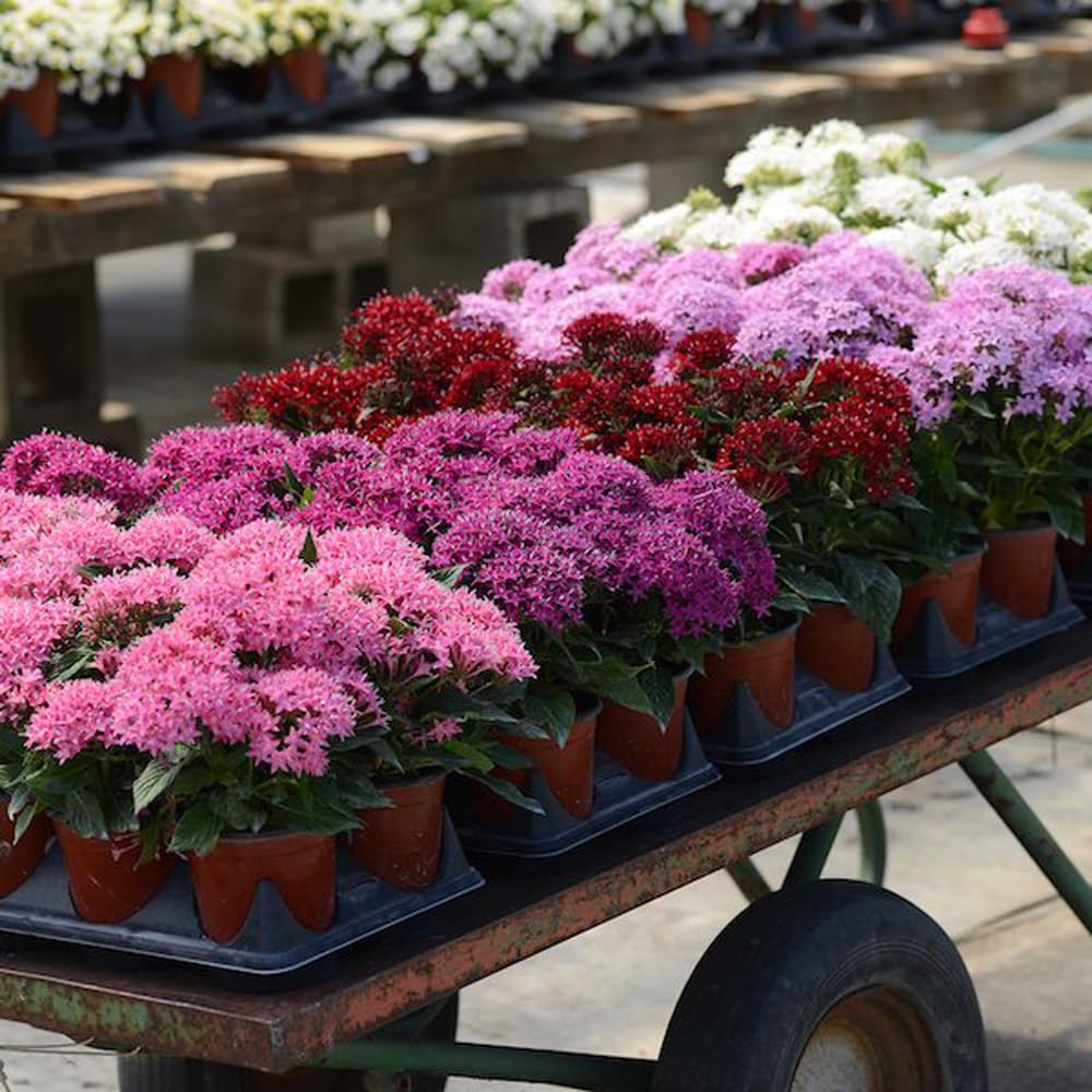 Mixrug Pentas thrives in sun-drenched, drought-prone spots with dependable resilience.