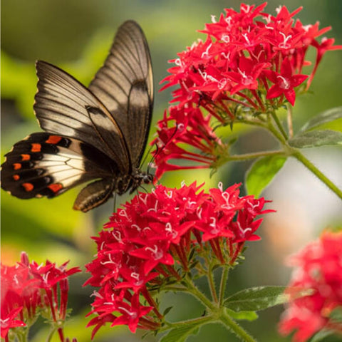 Mixrug Pentas colors brighten beds and borders with heat-tolerant charm.