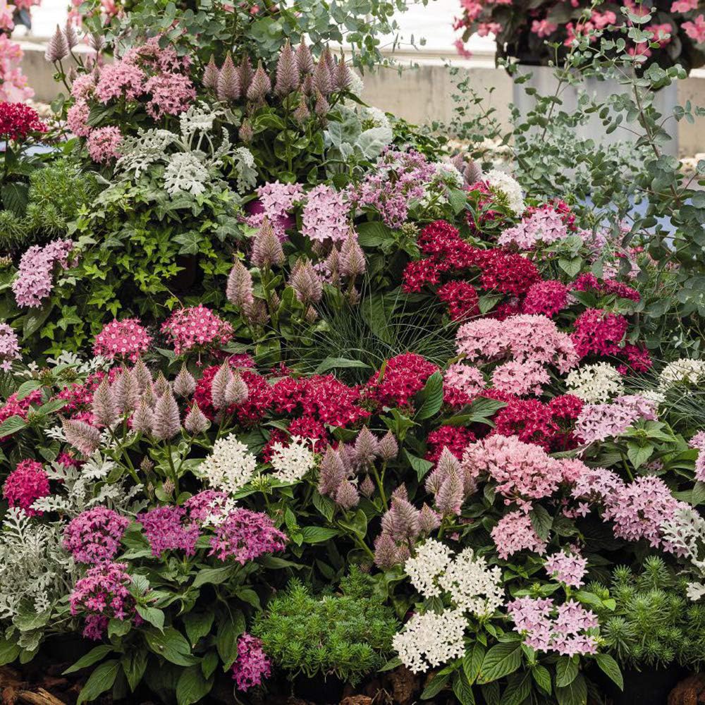 Mixrug Pentas lanceolata blooms form a dense cluster with lasting color.