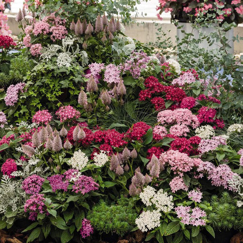 Mixrug Pentas lanceolata blooms form a dense cluster with lasting color.