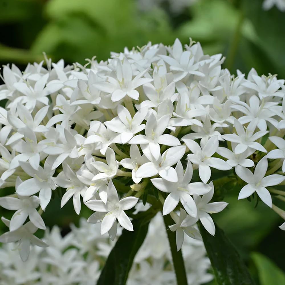 Mixrug Pentas blooms attract butterflies and bees, boosting pollinator-friendly spaces.