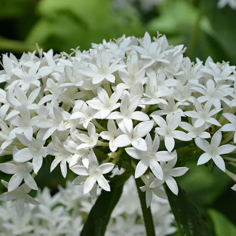 Mixrug Pentas blooms attract butterflies and bees, boosting pollinator-friendly spaces.