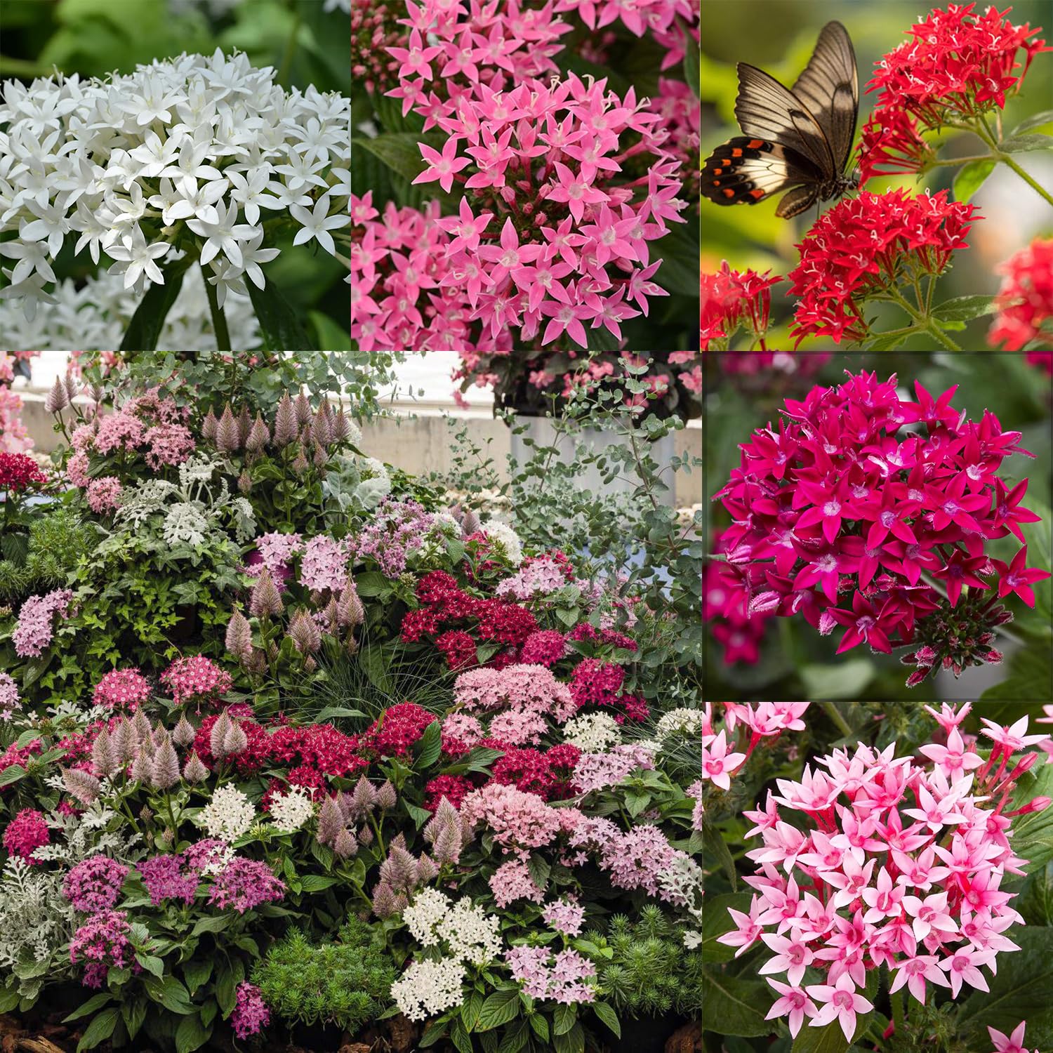 Mixrug Pentas seeds packaging shows vibrant color options for a striking garden bed.