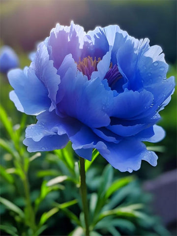 Mixrug peony cut flowers yield lush bouquets for arrangements.