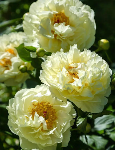 Mixrug peony seeds thrive in sunny borders or container gardens.