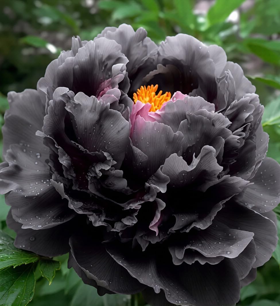 Mixrug peony seeds display mixed colors for a striking garden display.
