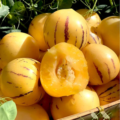Mixrug Pepino melon compact plant suitable for small gardens or containers.