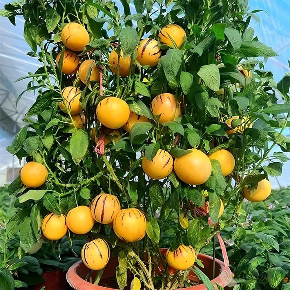 Mixrug Pepino melon in garden container setup for easy care.