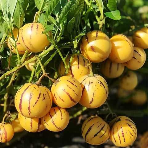 Mixrug Pepino melon fruit ripe yellow with purple stripes ideal for fresh eating.