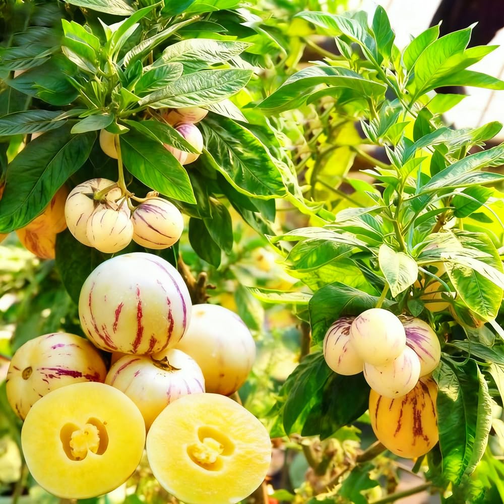 Mixrug Pepino melon harvest-ready fruit on vines ideal for salads.