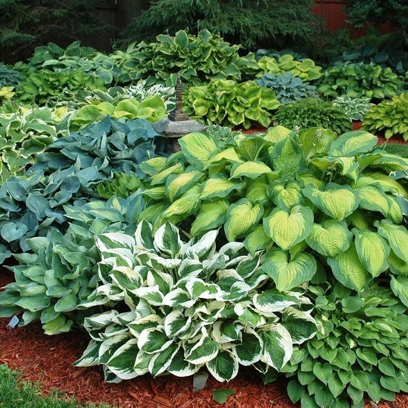 Mixrug perennial-border hosta seeds for year-round greenery