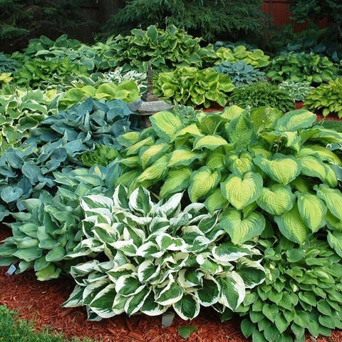 Mixrug perennial-border hosta seeds for year-round greenery
