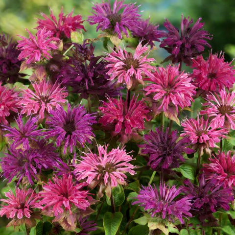 Mixrug perennial foliage adds ornamental texture year after year