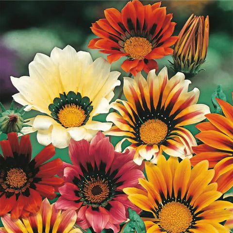 Mixrug perennial Gazania blooms form vibrant clusters for beds.