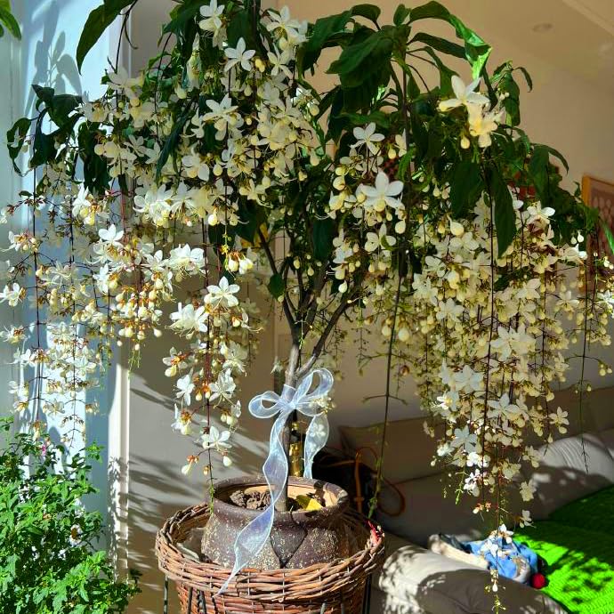Mixrug perennial jasmine vine growing in warm sun with easy maintenance.