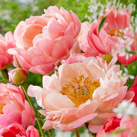 Mixrug perennial peony blooms provide fragrant, long-lasting beauty in beds.