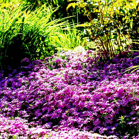 Mixrug perennial thyme seeds ideal for year-round garden beds.