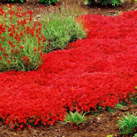 Mixrug perennial thyme suitable for indoor planting and compact herb spaces