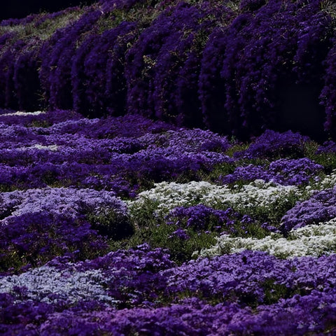 Mixrug perennial thymus serpyllum bloom mat offers year-round fragrance and color.