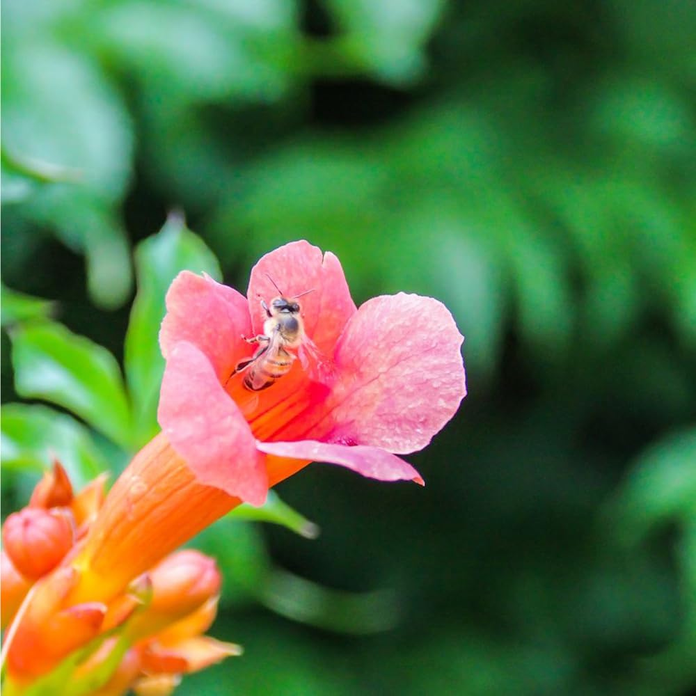 Mixrug perennial trumpet vine seeds create instant greenery and privacy.