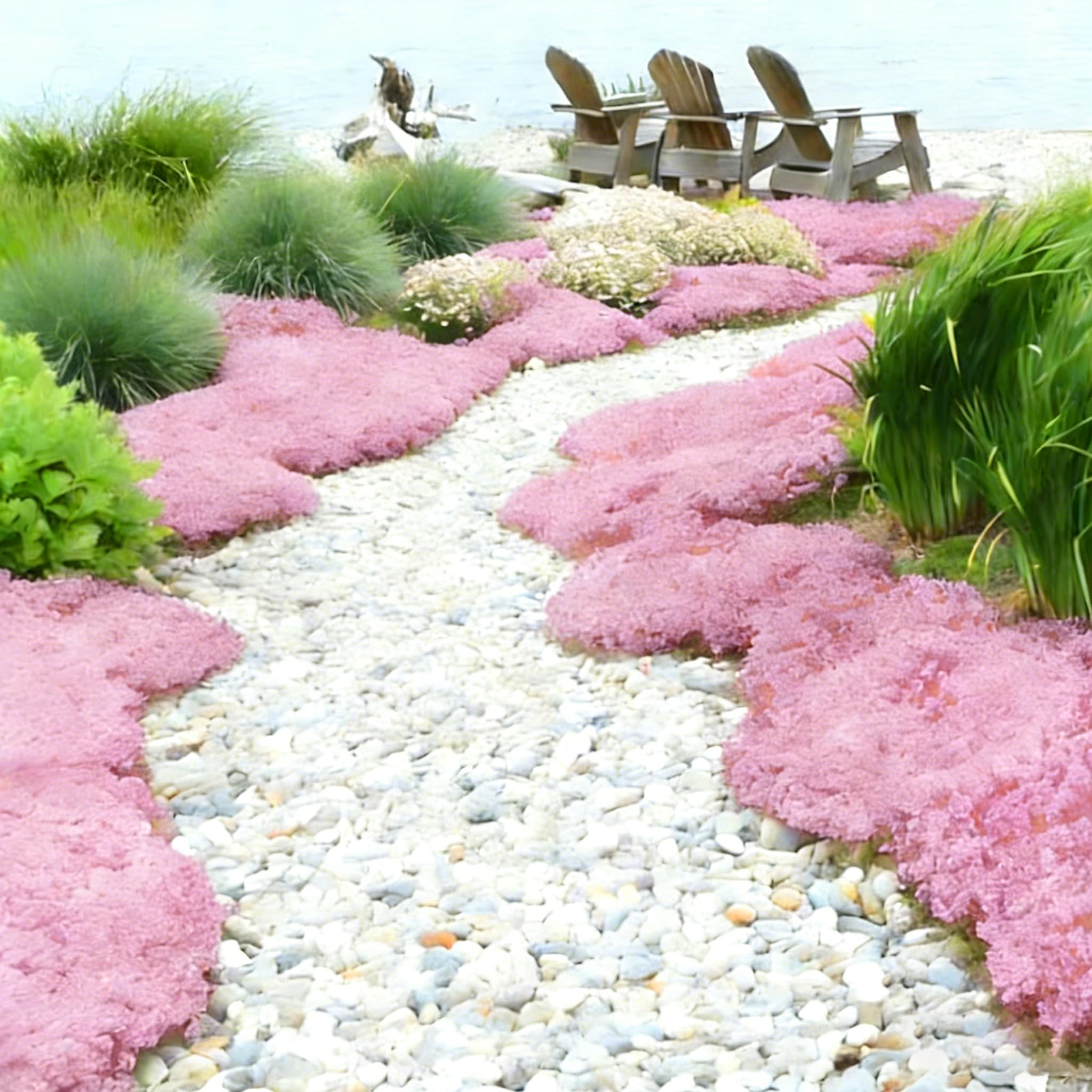 Mixrug pink creeping thyme attracting bees in sunlit garden