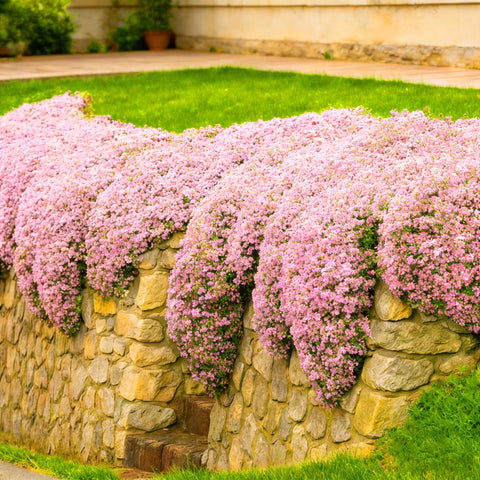 Mixrug pink creeping thyme flowers close-up showing fragrant blooms
