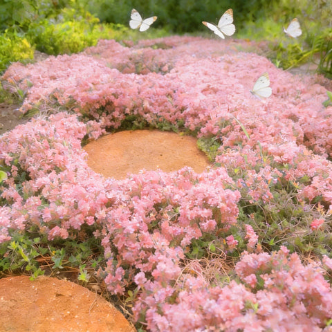 Mixrug pink creeping thyme ground cover mats across garden bed