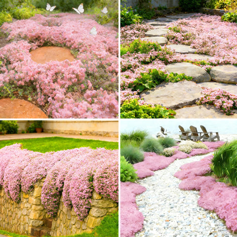 Mixrug pink creeping thyme seeds pack for easy ground cover