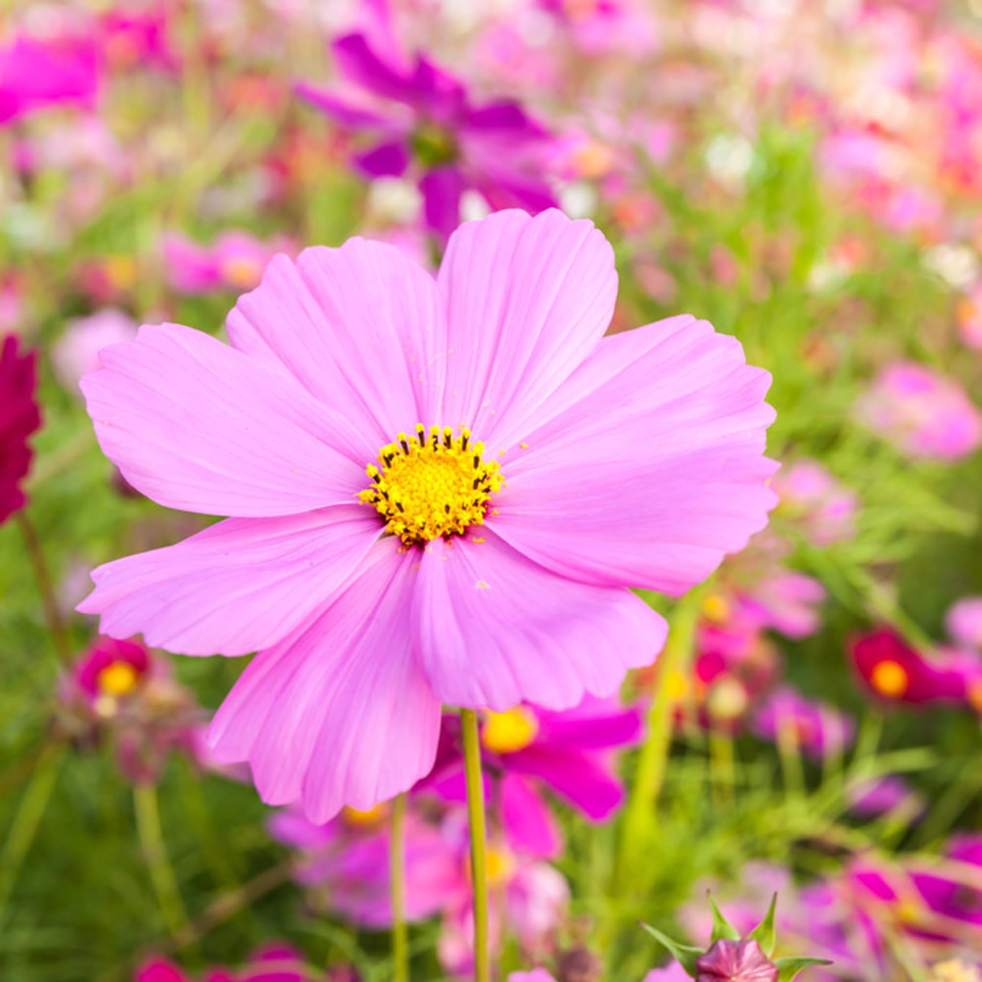 Mixrug pink dwarf cosmos compact border plant; ideal for borders and planters.