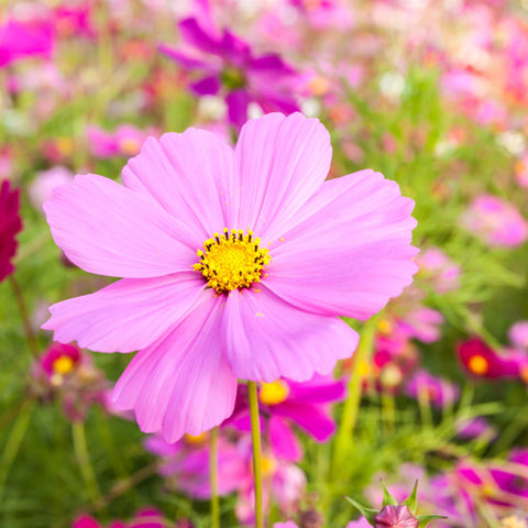 Mixrug pink dwarf cosmos compact border plant; ideal for borders and planters.